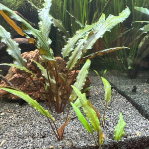 Cryptocoryne wendtii var. "Tropica"