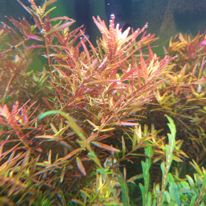 Rotala H'RA