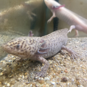 Deux axolotls