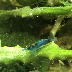 Crevette neocaridina blue dream oe