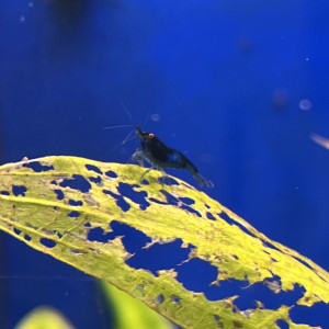 Crevette neocaridina blue dream oe