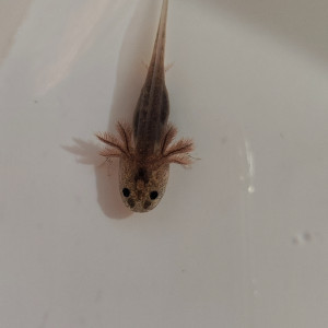 À réserver axolotls