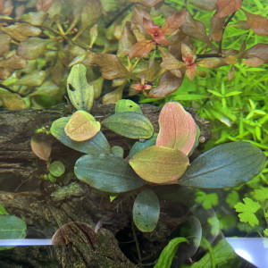 Plantes d'aquarium / Aquatiques / Paludarium