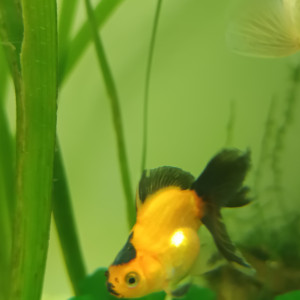 Poisson rouge oranda