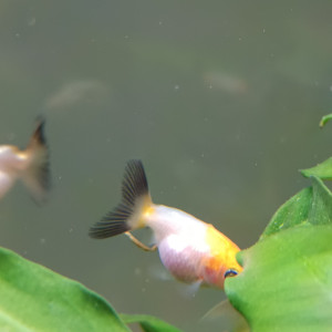 Poisson rouge oranda