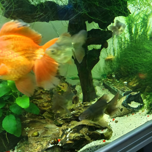 Poisson rouge oranda