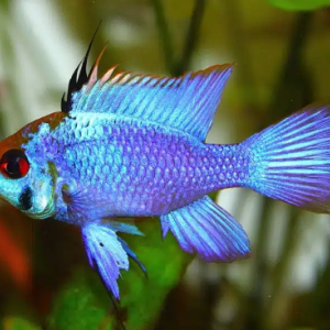 Ramirezi  male bleu