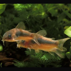 Corydoras Bronze