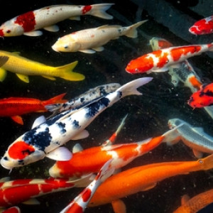 URGENT Don poissons de bassin de jardin Montpellier