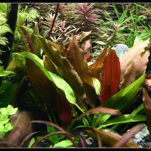 Echinodorus red diamond