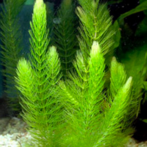 Ceratophyllum (plante à planter ou à laisser flotter)