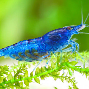 Neocaridina blue velvet