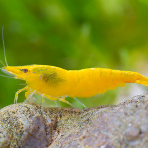 Neocaridina Yellow