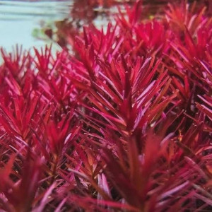 Rotala Blood Red