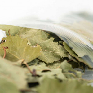 Feuilles de Pommier