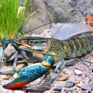 Cherax quadricarinatus