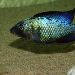 Recherche  Fossorochromis rostratus