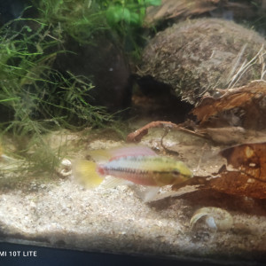 Couple d apistogramma hongsloi red