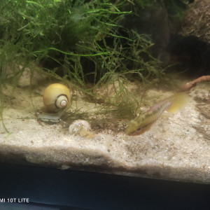 Couple d apistogramma hongsloi red