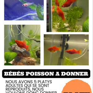 Donne bébé platy rouge