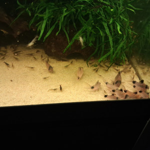 Corydoras Panda