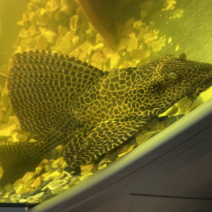 Pleco Léopard