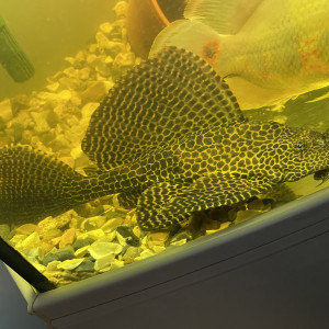 Pleco Léopard