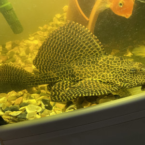 Pleco Léopard