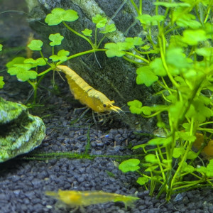 Crevette neocaridina yellow