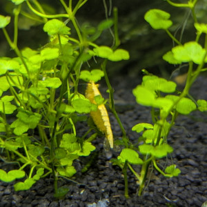 Crevette neocaridina yellow