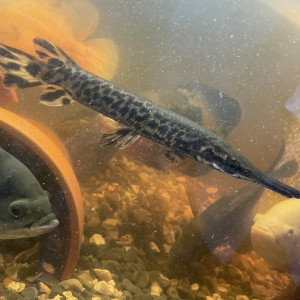 Lepisosteus Oculatus (poisson Aligator)