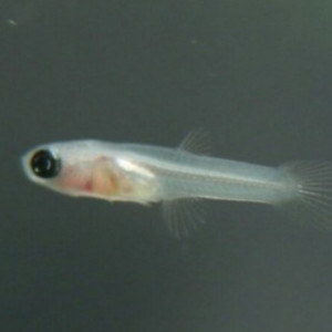 Alevin guppy