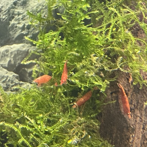 Crevettes red cherry grade A