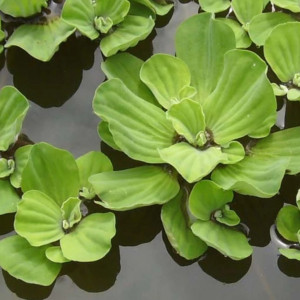 Pistia stratiotes (Plante flottante)