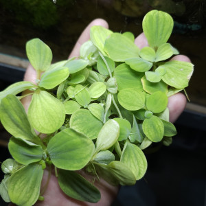 Pistia stratiotes (Plante flottante)