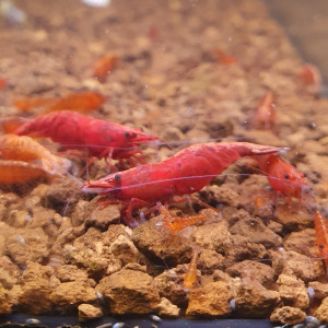 Neocaridina sakura extra red