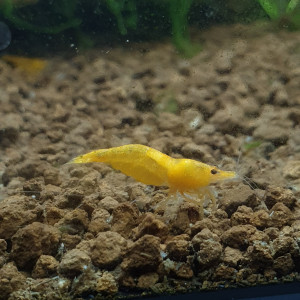 Neocaridina sakura yellow