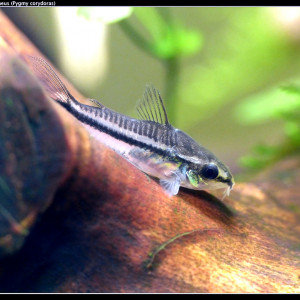 Jeunes  corydoras pygmaeus