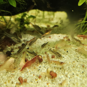 Jeunes  corydoras pygmaeus