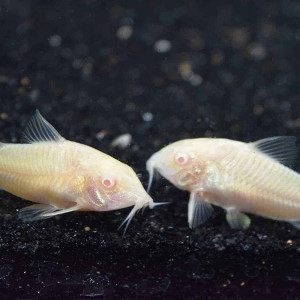 corydoras albinos