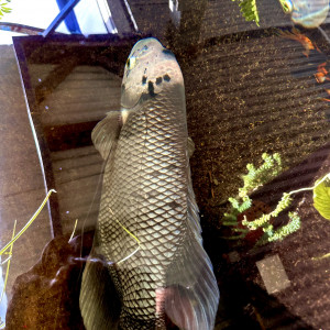 Gourami géant