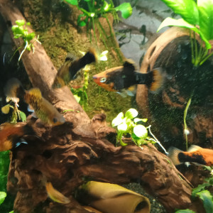 Lot de 11 Platys