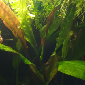 Grande Cryptocoryne 30 cm