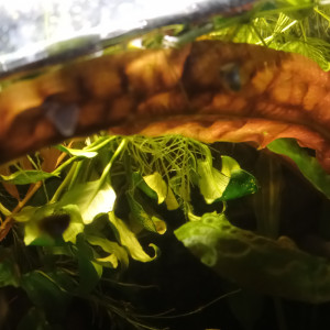 Grande Cryptocoryne 30 cm