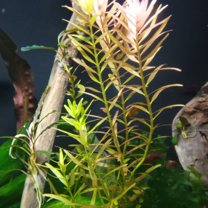 Rotala rouge