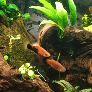 Lot de 11 Platys