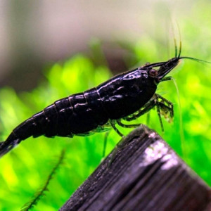 Crevettes Black Sakura sélectionnées