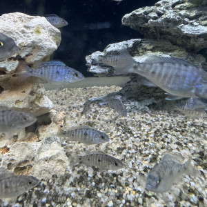 sciaenochromis fryeri