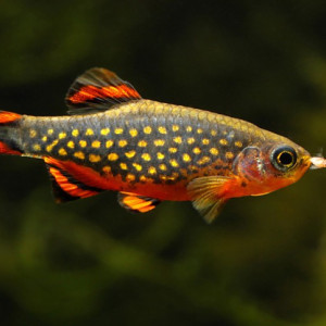 Rasbora Galaxy