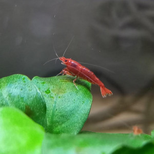 CREVETTES BLOODY MARY